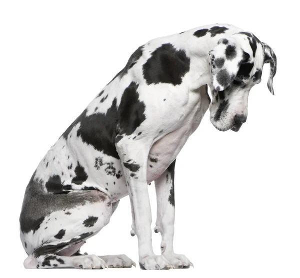 Great Dane Harlequin sitting in front of white background looking down — Stock Photo, Image