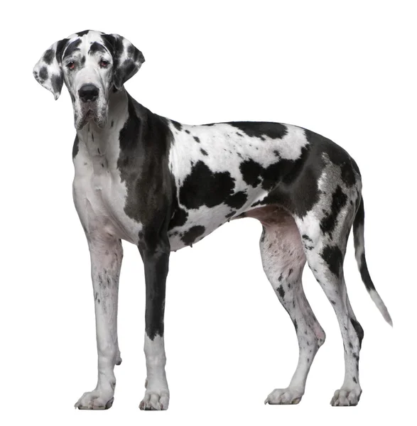 Německá doga, 5 let starý, stojící před bílým pozadím — Stock fotografie
