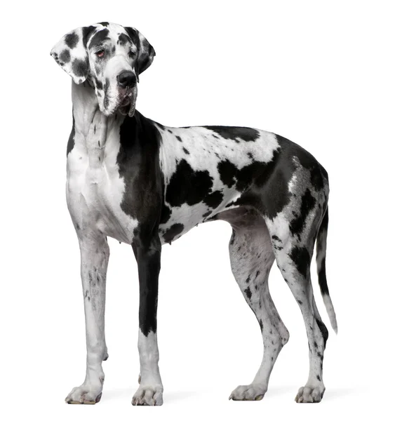 Great Dane Harlequin, 4 years old, standing in front of white background — Stock Photo, Image