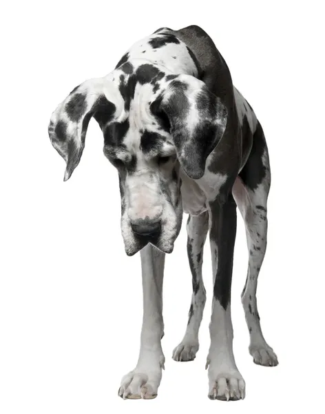 Německá doga harlekýn, 4 roky starý, stojící před bílým pozadím — Stock fotografie