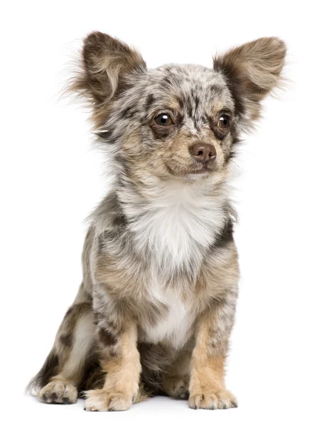 Čivava štěně, 8 měsíců stará, při pohledu na fotoaparát proti Bílému pozadí — Stock fotografie