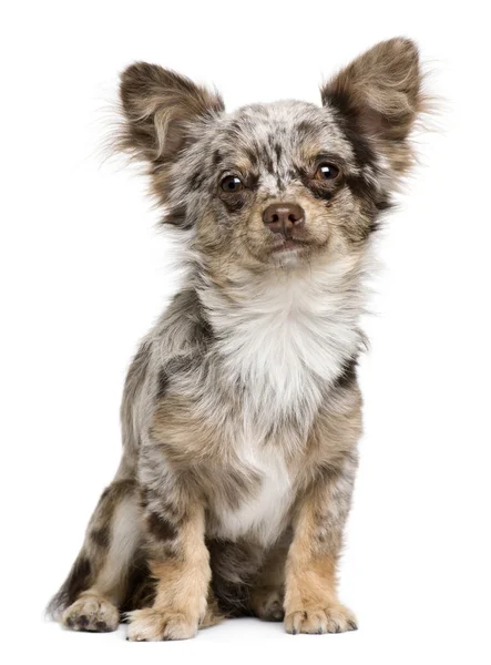 Chihuahua cachorro, 8 meses, mirando a la cámara sobre fondo blanco — Foto de Stock