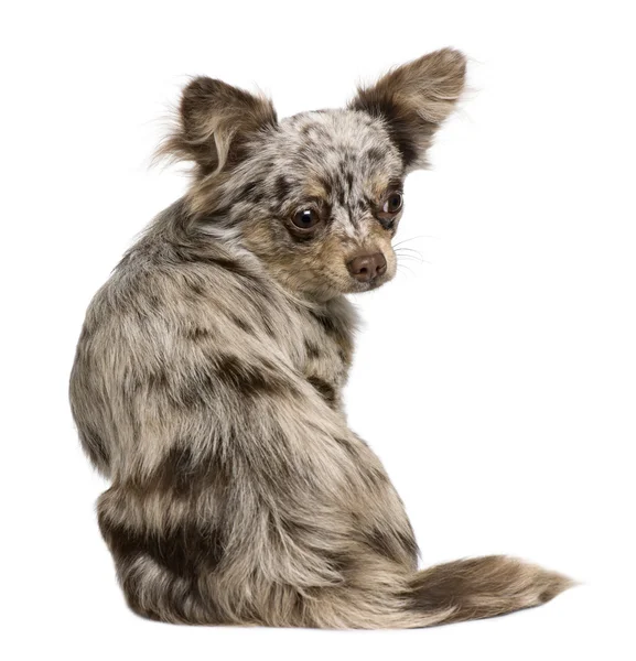 Chihuahua pup, 8 maanden oud, kijken naar de camera tegen witte achtergrond — Stockfoto