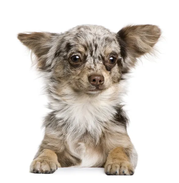 Chihuahua puppy, 8 months old, looking at the camera against white background — Stock Photo, Image