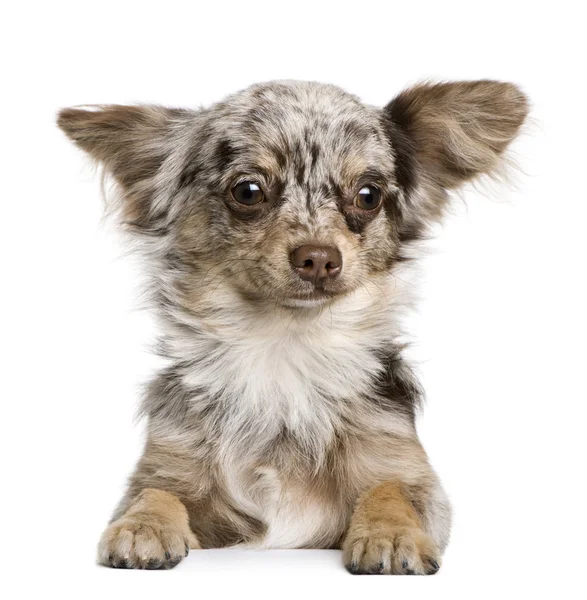 Čivava štěně, 8 měsíců stará, při pohledu na fotoaparát proti Bílému pozadí — Stock fotografie
