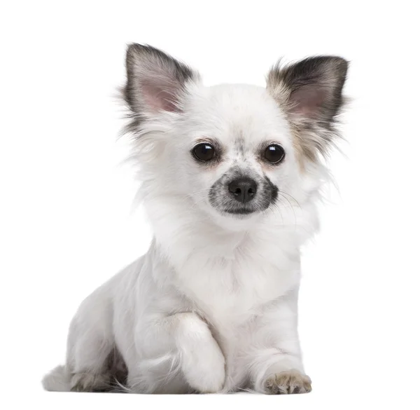 Chihuahua kölyök portréja, 1 évesek régi, előtt ülő fehér háttér — Stock Fotó