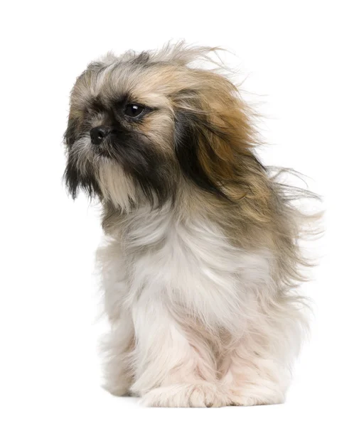 Shih Tzu, 1 year old, with windblown hair in front of white background — Stock Photo, Image