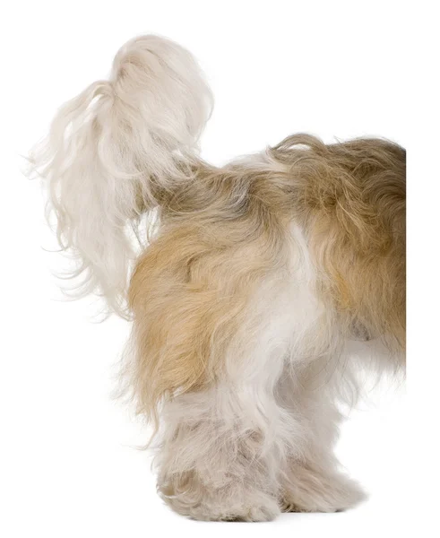 Shih Tzu, 3 years old, standing behind white board against white background — Stock Photo, Image