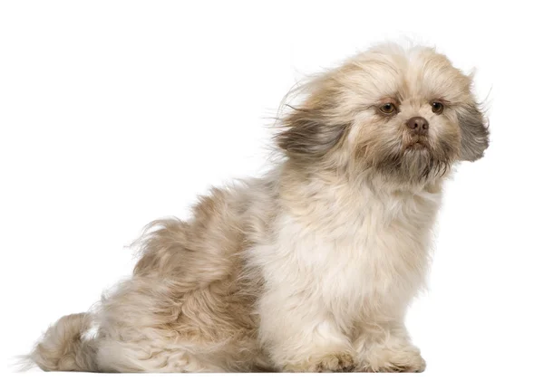 Shih Tzu, 1 year old, sitting in front of white background — Stock Photo, Image