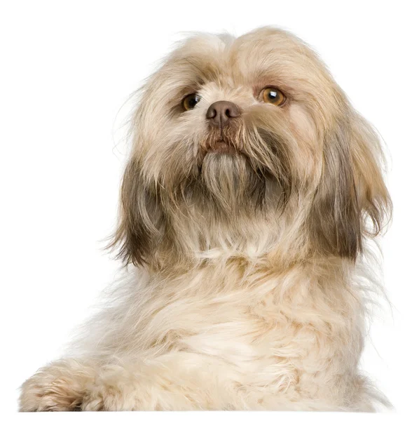 Close-up of Shih Tzu, 3 years old, in front of white background — Stock Photo, Image