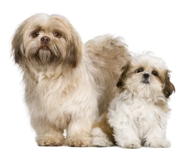 Mother Shih Tzu and her puppy, 3 years old and 3 months old, against white background — Stock Photo, Image