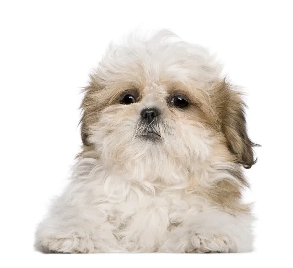 Shih tzu puppy, 3 maanden oud, liggen voor witte achtergrond — Stockfoto