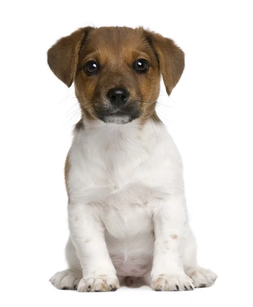 Jack Russell Terrier Welpe, 3 Monate alt, sitzt vor weißem Hintergrund — Stockfoto