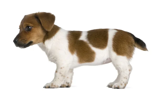 Vista lateral de un cachorro jack russel terrier (3 meses de edad ) — Foto de Stock