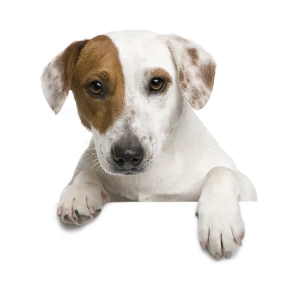 Jack Russell terrier, 1 año, sobre fondo blanco —  Fotos de Stock