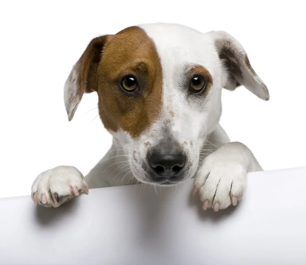 Primo piano di Jack Russell Terrier, 1 anno, davanti allo sfondo bianco — Foto Stock