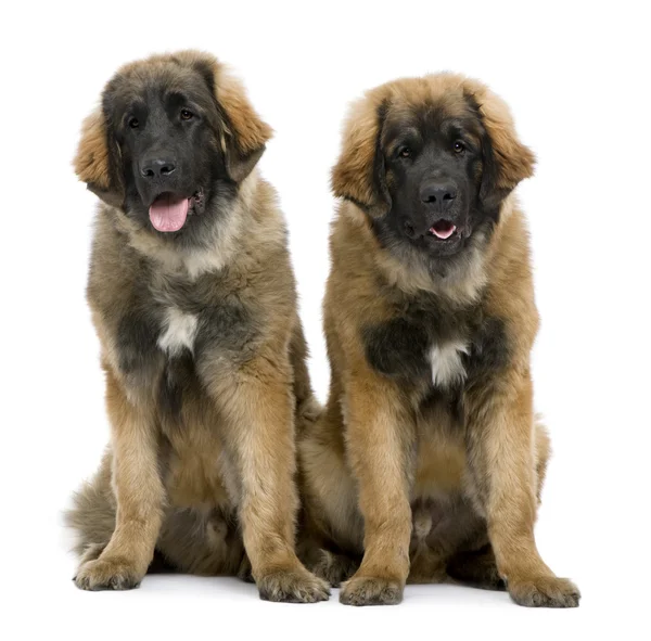 Leonbergers sitting side by side against white background — Stock Photo, Image