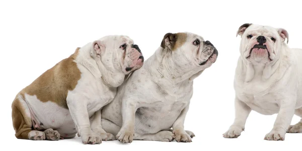 Három angol bulldog fehér háttér előtt — Stock Fotó