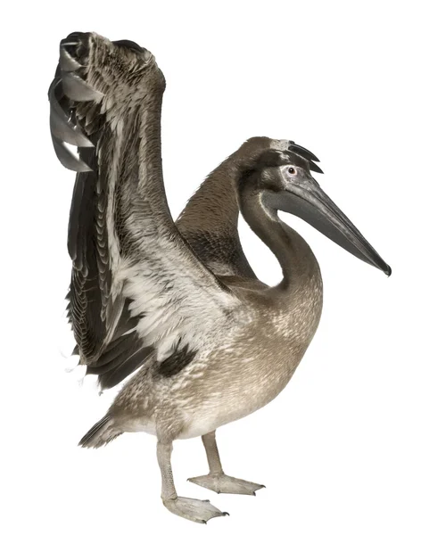 Young pink-backed pelican, 2 months old, standing in front of white background — Stock Photo, Image