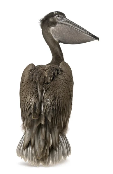 Young pink-backed pelican, 2 months old, standing in front of white background — Stock Photo, Image