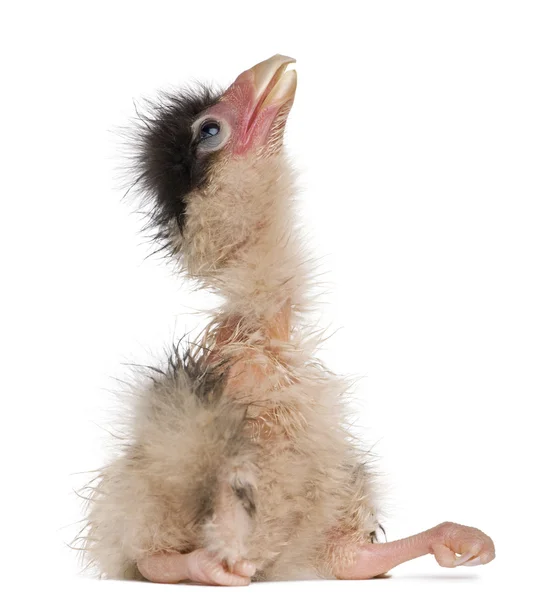 Southern Caracaras, 12 hours old, chick sitting in front of white background — Stock Photo, Image