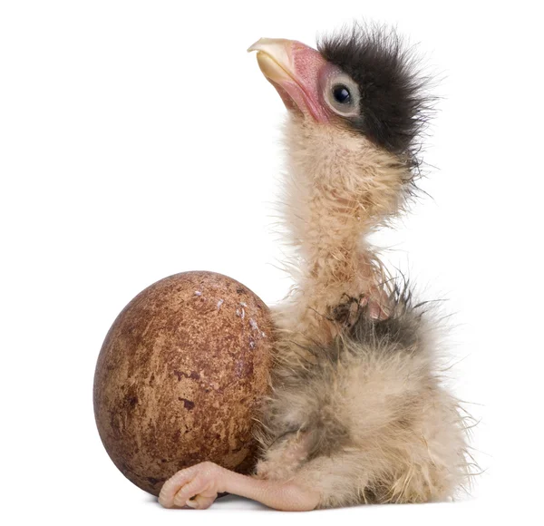 Southern Caracaras, 12 hours old, chick sitting with egg in front of white background — Stock Photo, Image