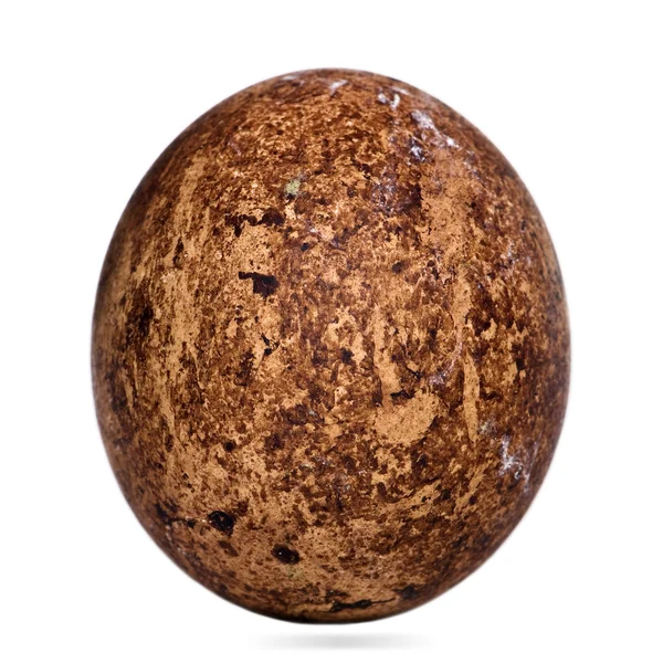 Ovo de Caracaras Sul na frente do fundo branco — Fotografia de Stock