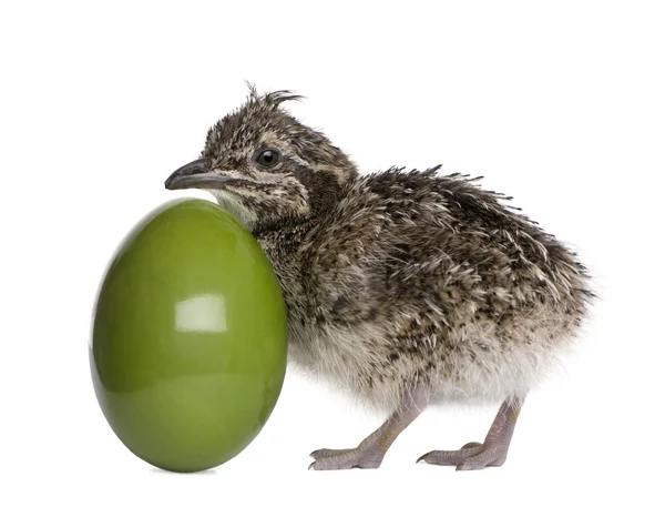 Zarif ibikli tinamou ve yumurta, saat eski beyaz arka plan — Stok fotoğraf