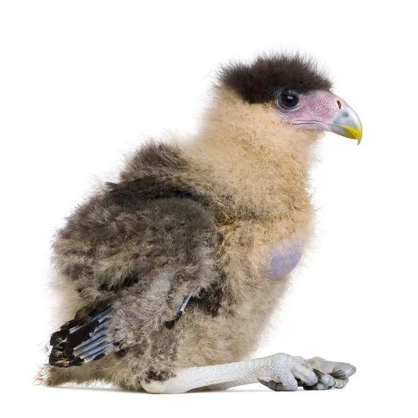 Southern Caracaras, 20 days old, in front of white background — Stock Photo, Image