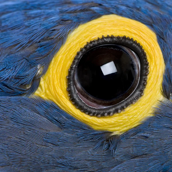 Hyacinth Macaw, 1 ano, close-up no olho — Fotografia de Stock