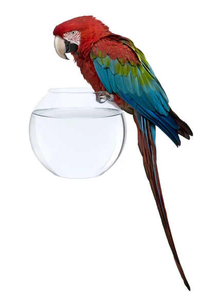 Macaw rouge et vert, Ara chloropterus, debout sur un bol à poisson devant un fond blanc — Photo