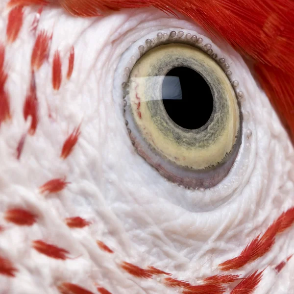 Röd-och-grön Ara, närbild på ögat — Stockfoto