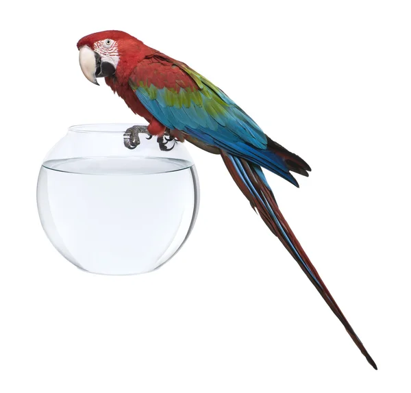 Macaw rouge et vert, Ara chloropterus, debout sur un bol à poisson devant un fond blanc — Photo