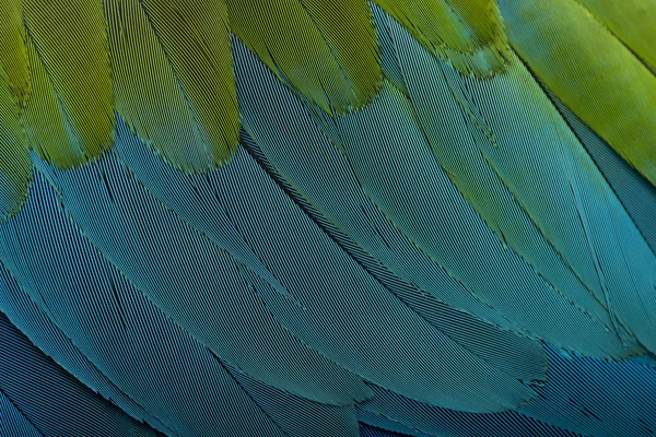 Red-and-green Macaw, close up em penas — Fotografia de Stock