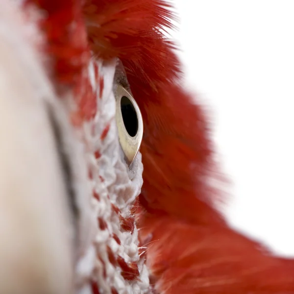 stock image Close-up of Red-and-green Macaw, Ara chloropterus