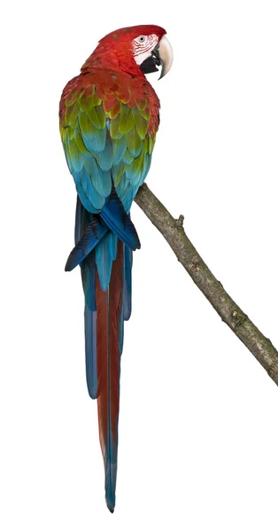 Vermelho-e-verde Macaw poleiro no ramo na frente do fundo branco — Fotografia de Stock