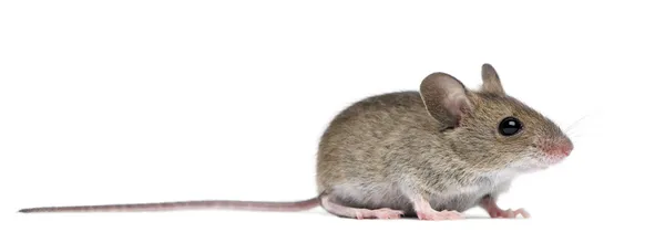 Вид сбоку на мышь перед белым фоном — стоковое фото