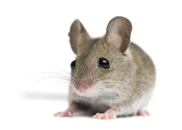 Čelní pohled dřeva myši před bílým pozadím — Stock fotografie