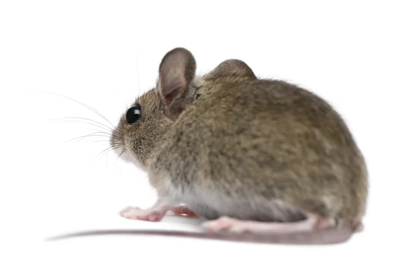 Stock image Side view of Wood mouse in front of white background