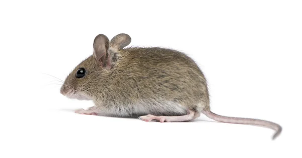 Ahşap mouse beyaz arka plan önünde yan görünüm — Stok fotoğraf