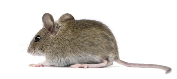 Вид сбоку на мышь перед белым фоном — стоковое фото