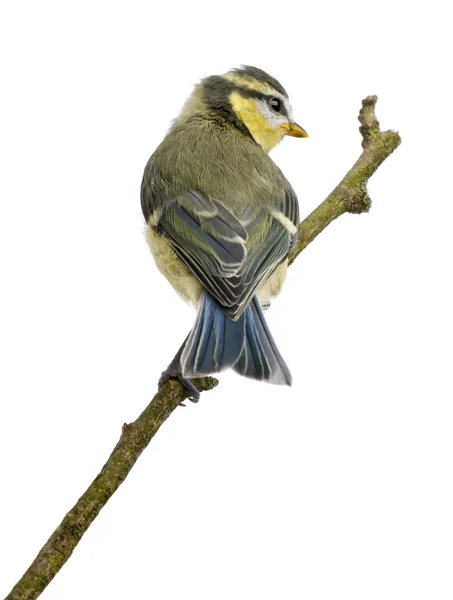 Blue Tit, 23 days old, perching on branch against white background — Stock Photo, Image