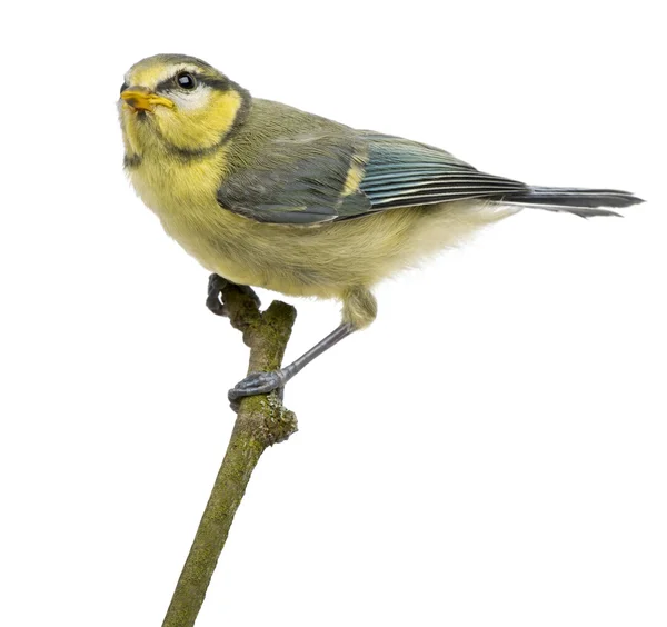 Blue Tit, 23 days old, perching on branch against white background — Stock Photo, Image