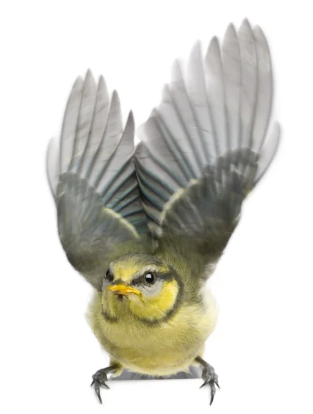 Pimpelmees, 23 dagen oud, fladderende vleugels tegen witte achtergrond — Stockfoto