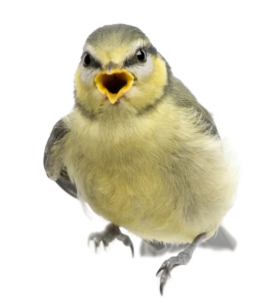 Blue Tit, 23 days old, perched against white background — Stock Photo, Image