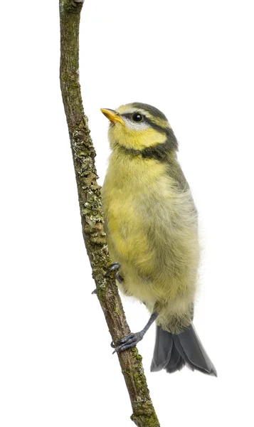 Blue Tit, 23 días de edad, posado en la rama sobre fondo blanco — Foto de Stock