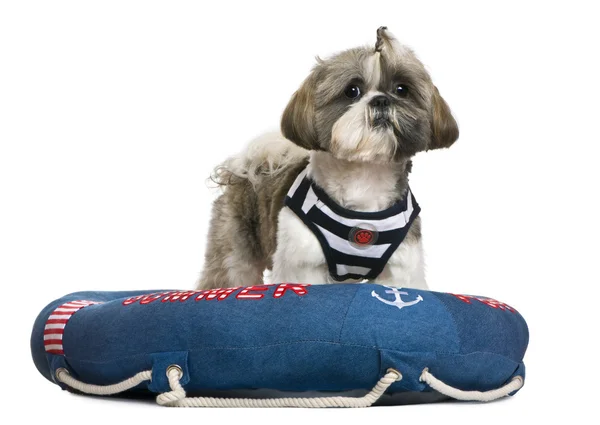 Shih Tzu, 18 months old, standing in lifebelt in front of white background — Stock Photo, Image