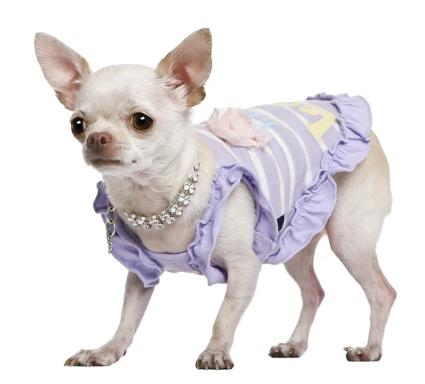 Chihuahua, 3 years old, dressed in purple with pearl necklace, in front of white background — Stock Photo, Image
