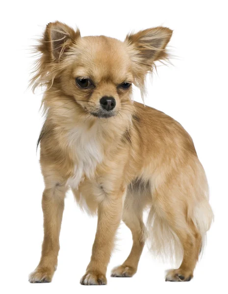 Chihuahua, 12 maanden oud, staande voor de witte achtergrond — Stockfoto
