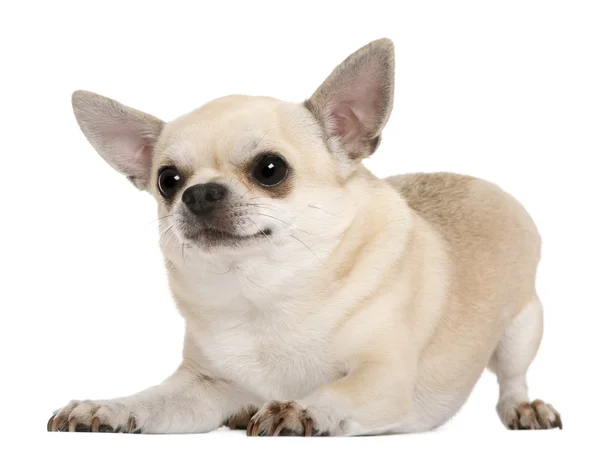 Chihuahua, 5 years old, in front of white background — Stock Photo, Image
